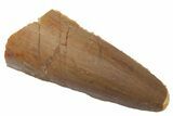 Bargain, Fossil Spinosaurus Tooth - Real Dinosaur Tooth #220756-1